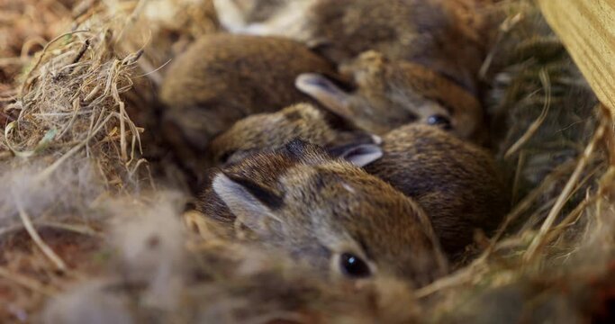 Close-up video clip of newborn rabbits nestled in a straw nest, a serene encapsulation of the beginnings of life in the wild.
