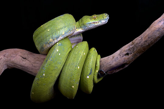 The green tree python (Morelia viridis) in black background