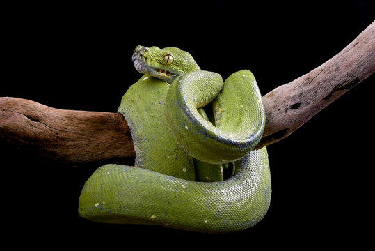 The green tree python (Morelia viridis) in black background
