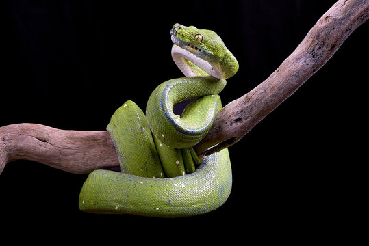 The green tree python (Morelia viridis) in black background