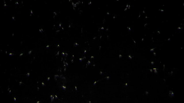 Spermatozoa in semen of man in dark field of microscope at magnification 400 on black background. Spermatozoa resist flow of seminal fluid and move in opposite direction. Medical analysis reproduction