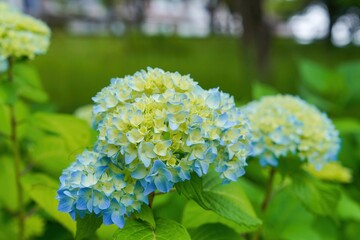 ひっそりと咲く満開のブルーのアジサイ