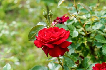 ひっそりと咲くちょうど見頃の真っ赤なバラ