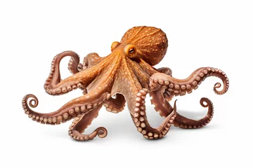 Fotobehang octopus with white backround © ardyanto
