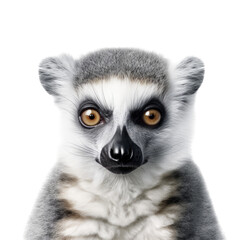 Obraz premium a Ring-tailed Lemur portrait, wildlife-themed, photorealistic illustrations on a transparent background cutout in PNG. generative ai