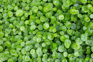 Centella asiatica (gotu kola). Fresh green leaves herb background. - obrazy, fototapety, plakaty