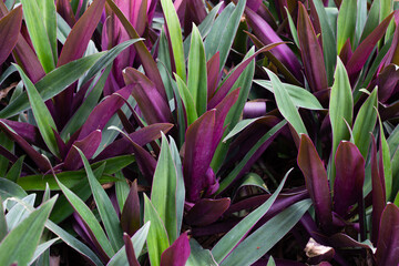 Obraz premium Boat-lily, Oyster Lily, Oyster Plant, White-flowered Tradescantia