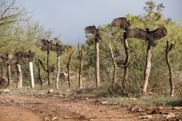 zopilotes negros tomando el sol por la mañana en una cerca de rancho.