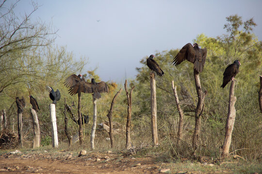 zopilotes negros tomando el sol por la ma&ntilde;ana en una cerca de rancho.