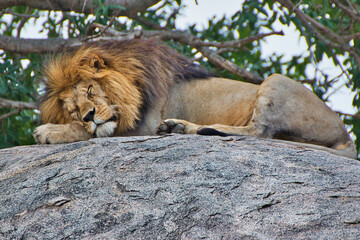 Obraz premium Sleeping lion close up at Serengeti National Park, Tanzania