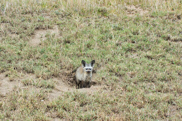 Bat Eared Fox pair at Serengeti National Park, Tanzania