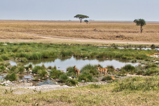 Rare Oribi Antelopes at waterhole in Serengeti National Park, Tanzania