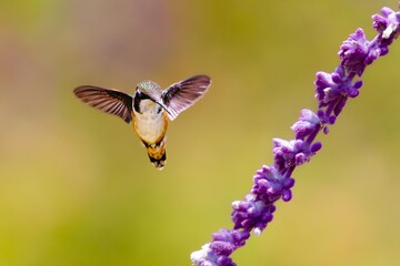 Colibrí © rianrelo