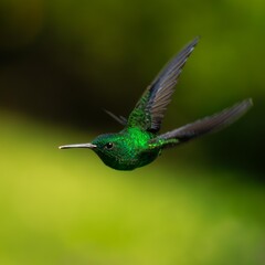 Fototapeta premium Colibrí