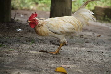 rooster in the farm