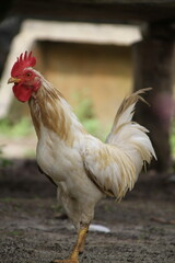 close-up rooster