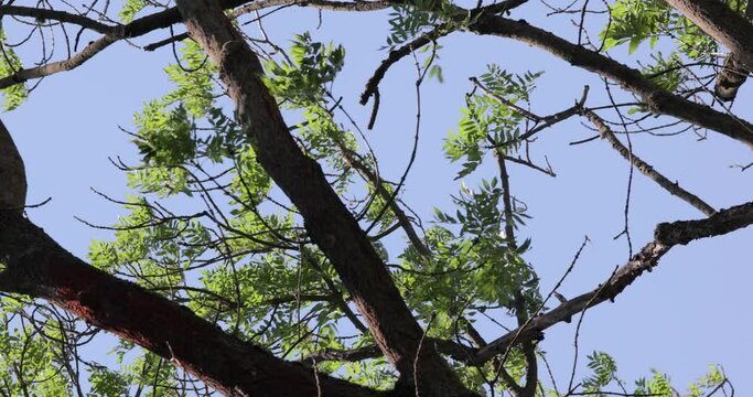 Lush geen tree top in the wind