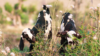 Goat baby eating the leaves 