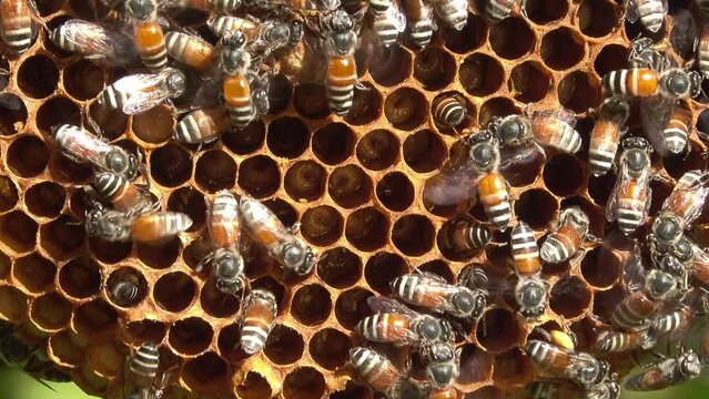 Group of bees working on a beehive
