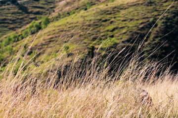 grass in the mountain side