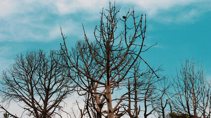 Dry tree with blue sky background 