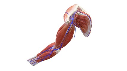Obraz na płótnie Canvas Illustration 3D image of Human arms anatomy diagram, showing bones and muscles while flexing. 3D digital illustration, On white background.
