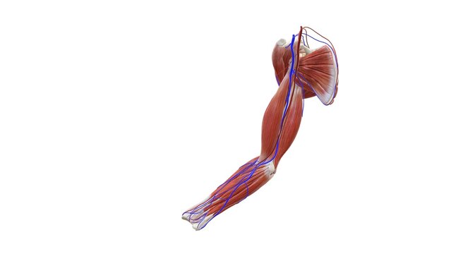 Illustration 3D image of Human arms anatomy diagram, showing bones and muscles while flexing. 3D digital illustration, On white background.