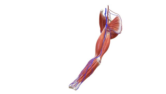 Illustration 3D image of Human arms anatomy diagram, showing bones and muscles while flexing. 3D digital illustration, On white background.