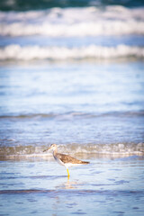 Fototapeta premium Pássaro Maçarico de Perna Amarela na beira da praia com mar azul e ondas ao fundo.