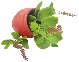 Medicinal tulsi leaves