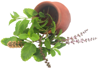 Medicinal tulsi leaves