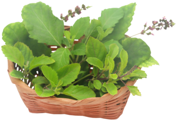 Medicinal tulsi leaves