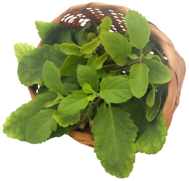 Medicinal tulsi leaves