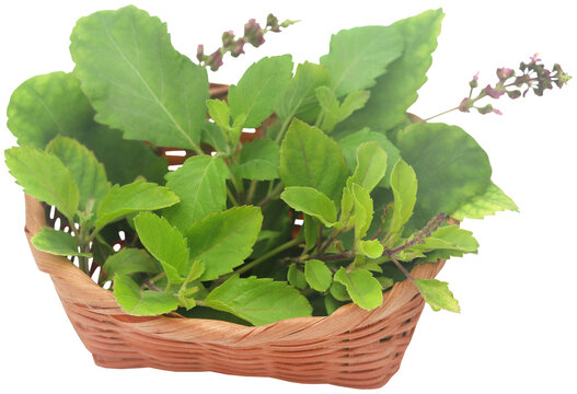 Medicinal tulsi leaves