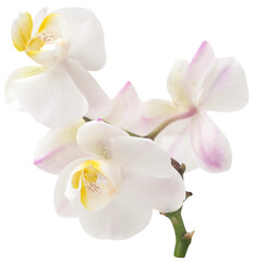 Obraz na płótnie Canvas Phalaenopsis Orchid white