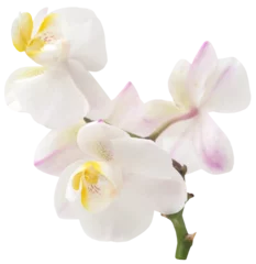 Rolgordijnen Phalaenopsis Orchid white © Swapan