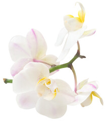 Naklejka na ściany i meble Phalaenopsis Orchid white