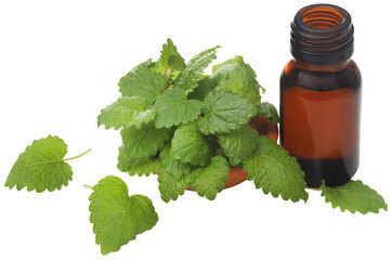 Lemon balm leaves with essential oil