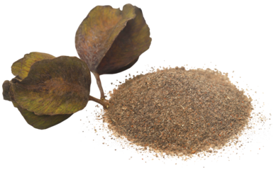 Ayurvedic arjun fruit with ground powder