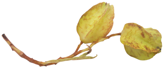 Ayurvedic arjun fruit