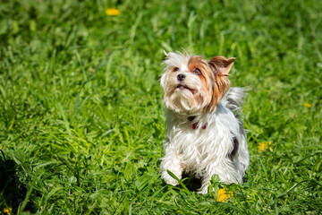 Funny Yorkshire terrier close-up on a background of grass.