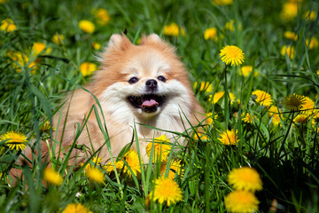 Pomeranian on the background of a field with dandelions