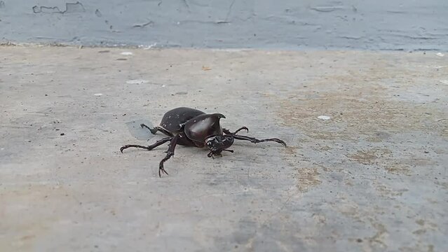 Kumbang badak, xylotrupes gideon, the brown rhinoceros beetle, is a species of large scarab beetle belonging to the subfamily Dynastinae. 