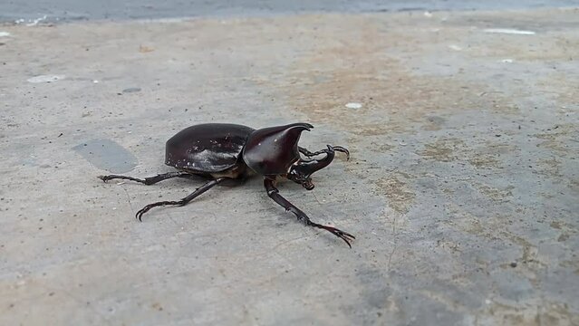 Kumbang badak, xylotrupes gideon, the brown rhinoceros beetle, is a species of large scarab beetle belonging to the subfamily Dynastinae. 