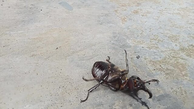 Kumbang badak, xylotrupes gideon, the brown rhinoceros beetle, is a species of large scarab beetle belonging to the subfamily Dynastinae. 
