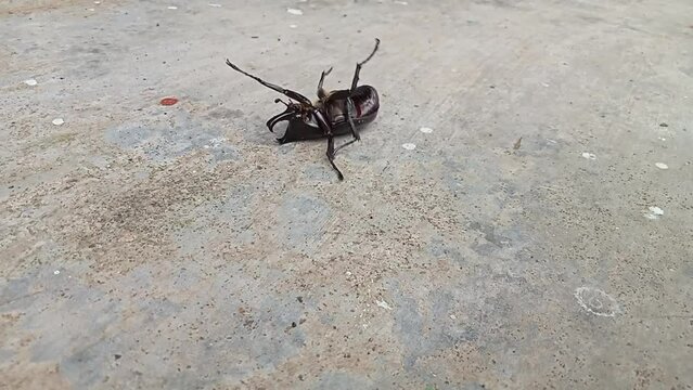 Kumbang badak, xylotrupes gideon, the brown rhinoceros beetle, is a species of large scarab beetle belonging to the subfamily Dynastinae. 