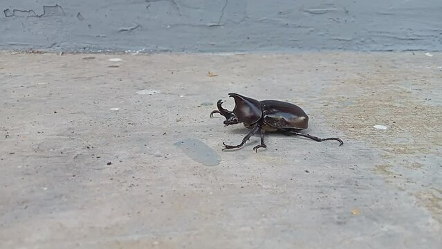 Kumbang badak, xylotrupes gideon, the brown rhinoceros beetle, is a species of large scarab beetle belonging to the subfamily Dynastinae. 