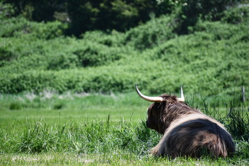 Longhorn stares into the distance.