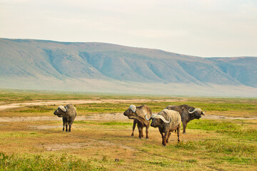 Buffalo group at Ngorongoro crater, Tanzania