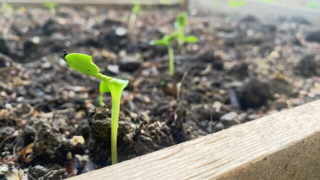 Seedling Growing with Spotted Lanternfly Nymph Crawling on It in Garden
